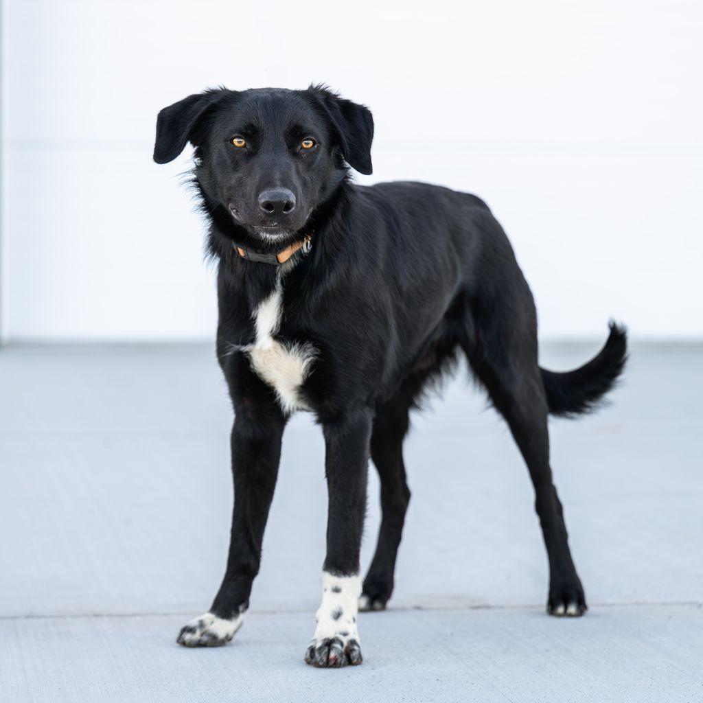 Bluey, a ADOPTABLE mixed breed in Othello, WA image 3/3