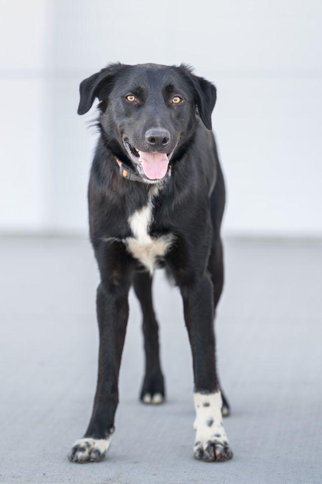 Bluey, a ADOPTABLE mixed breed in Othello, WA image 2/3