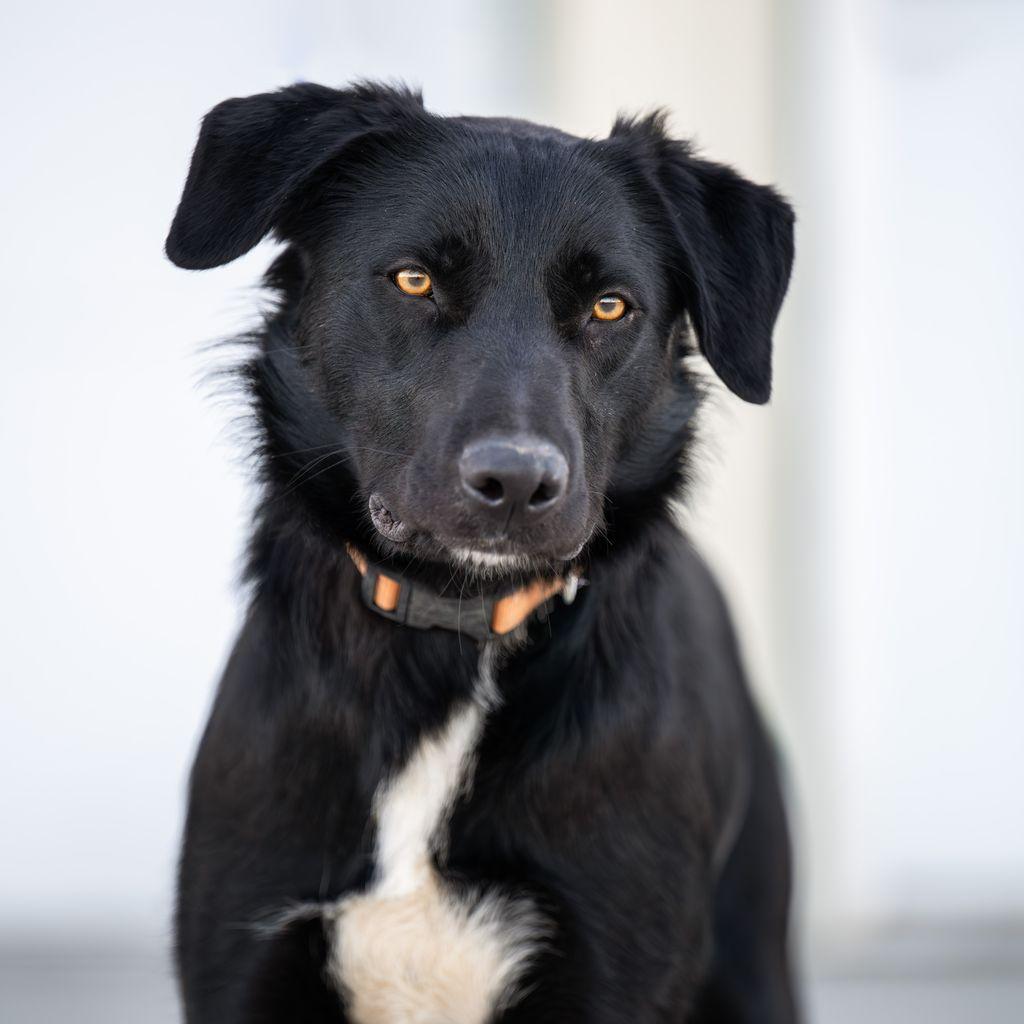 Bluey, a ADOPTABLE mixed breed in Othello, WA image 1/3