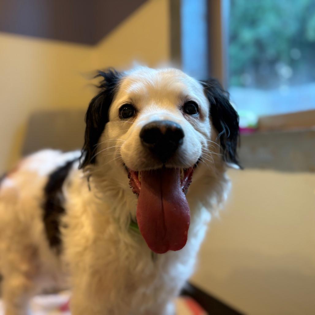 Carlin, Adoptable, Senior Male Australian Shepherd & Border Collie.