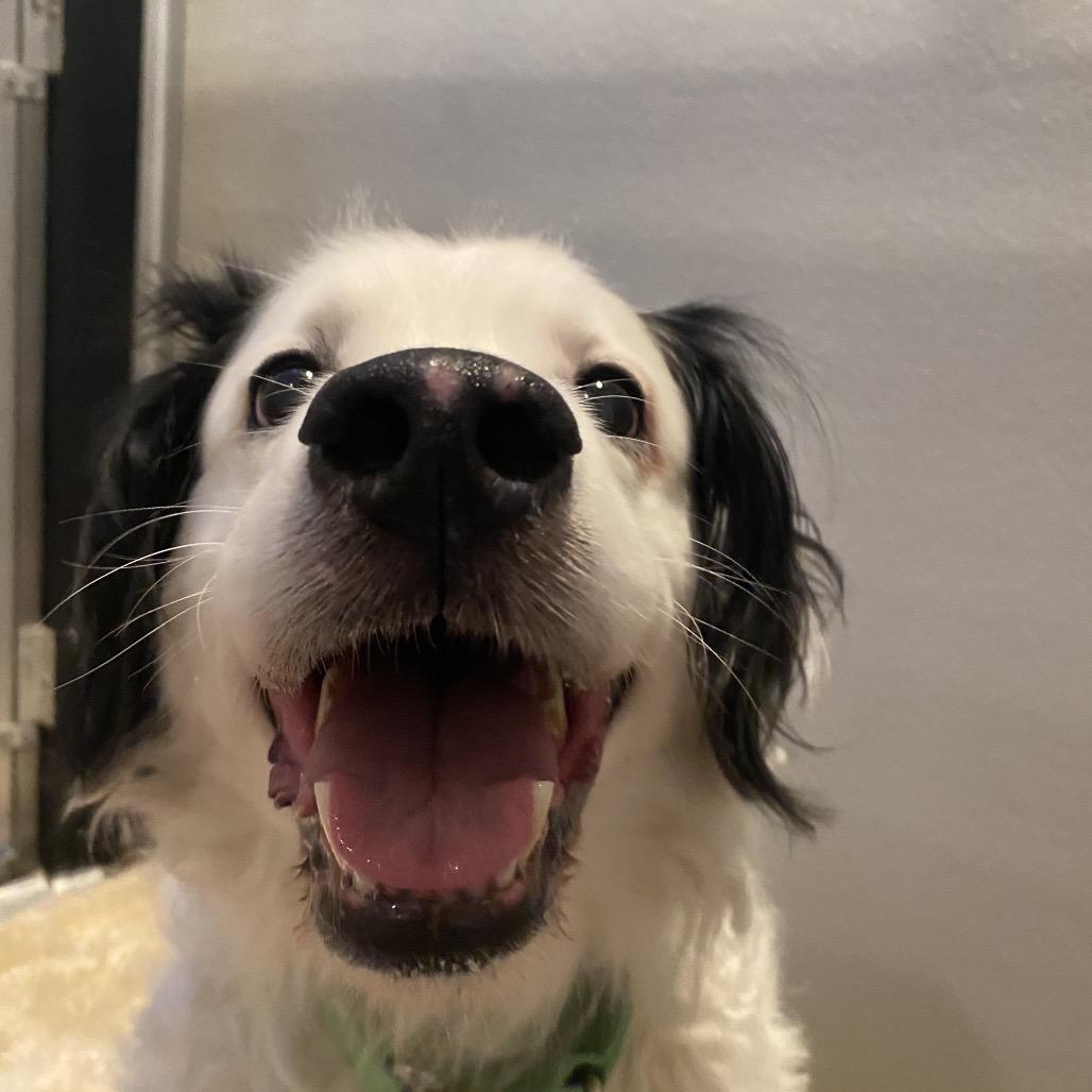 Carlin, a Adoptable mixed breed in Port Angeles, WA image 2/3