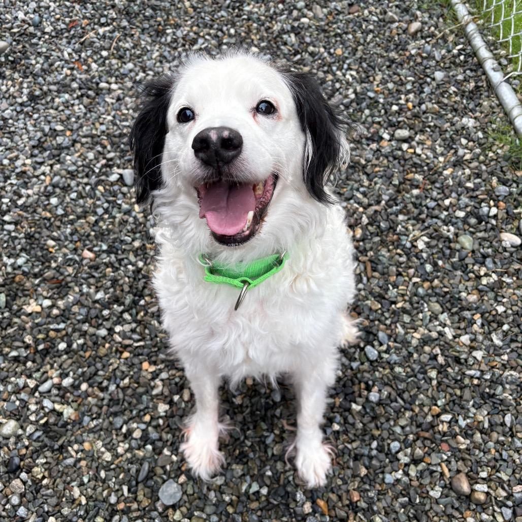 Carlin, a Adoptable mixed breed in Port Angeles, WA image 3/3