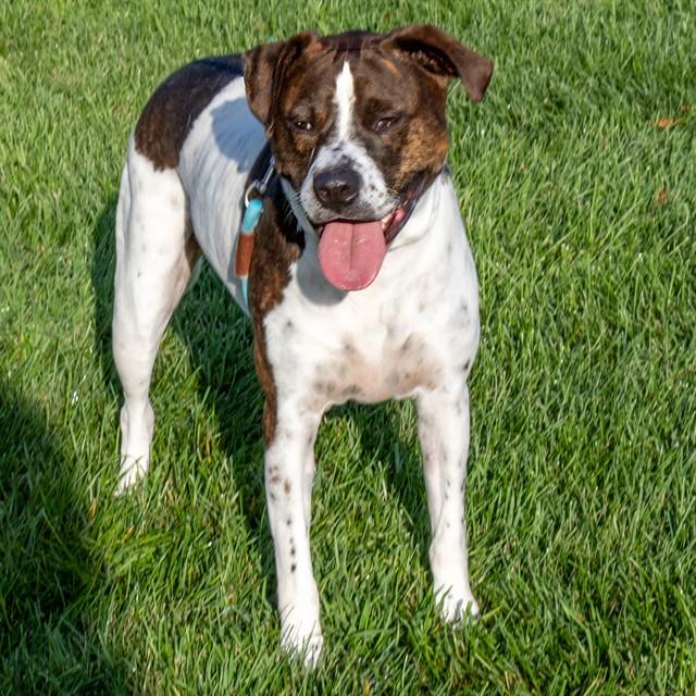 Enlarge STELLA BLUE, a Adoptable Plott Hound in St. Louis, MO image 1/1