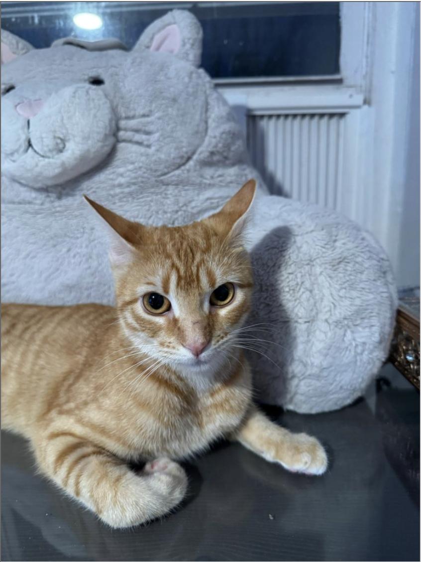 Pumpkin, a ADOPTABLE American Shorthair in Brooklyn, NY image 1/2