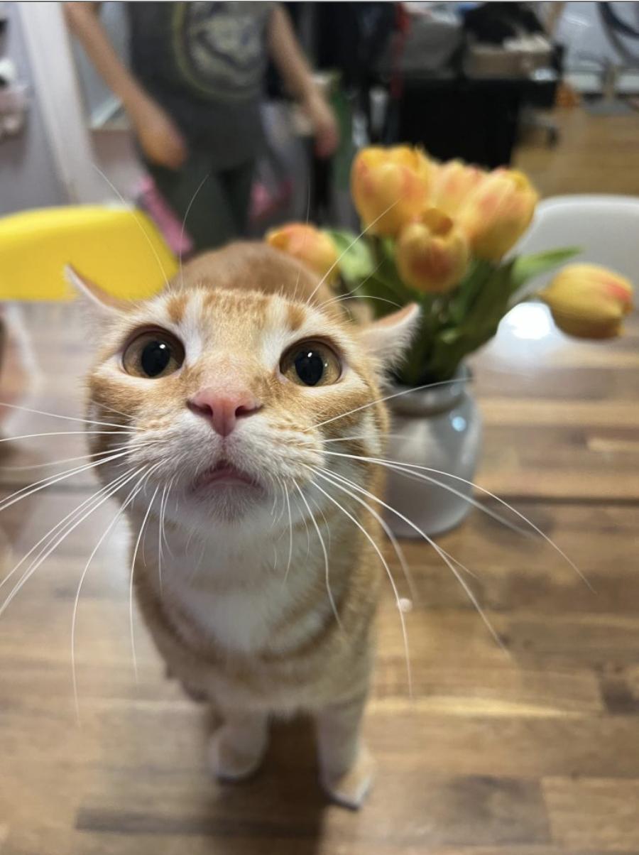 Pumpkin, a ADOPTABLE American Shorthair in Brooklyn, NY image 2/2