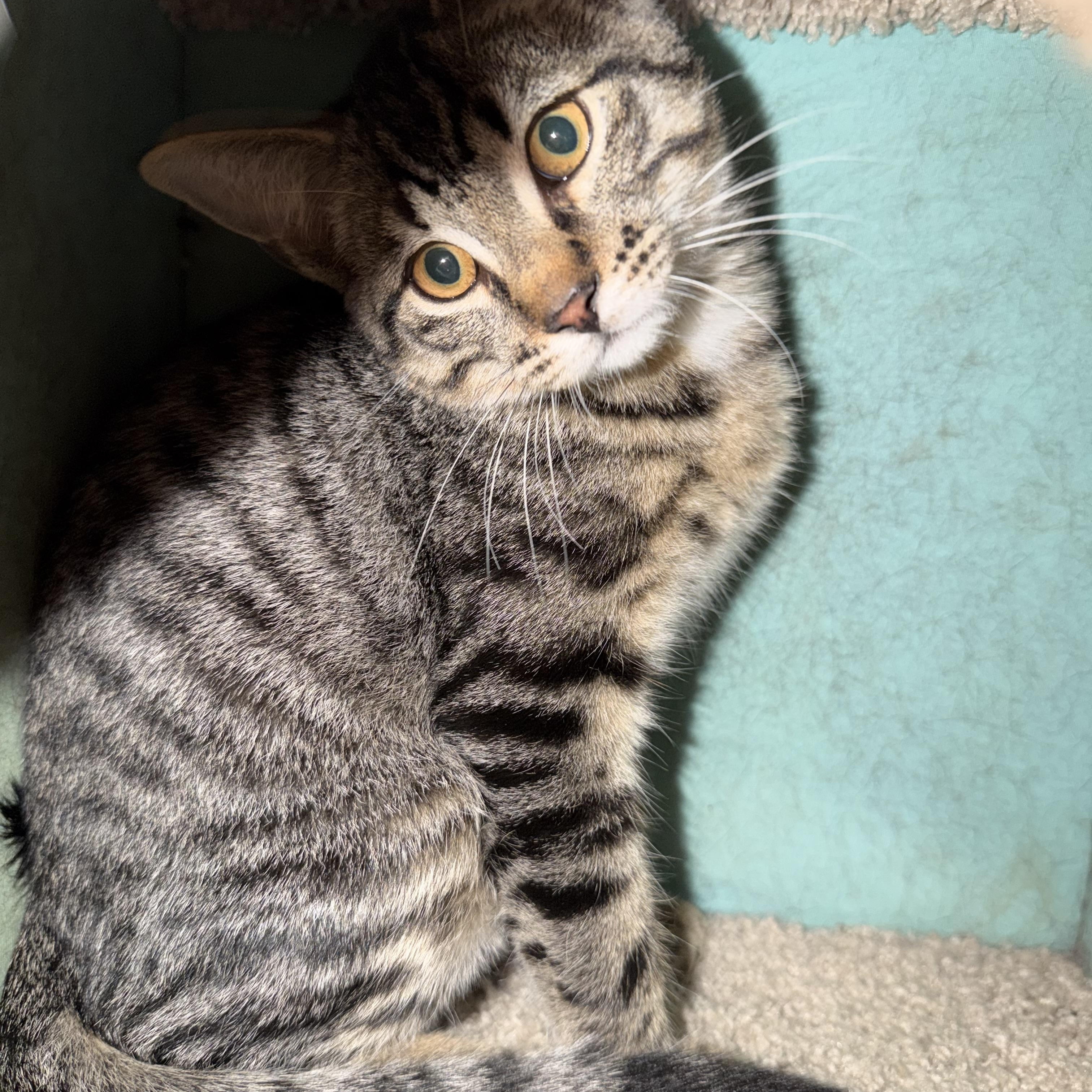 Theo, ADOPTABLE, Kitten Male Domestic Short Hair.