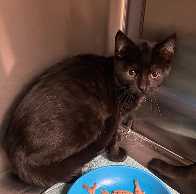 Hermoine, ADOPTABLE, Young Female Domestic Short Hair.