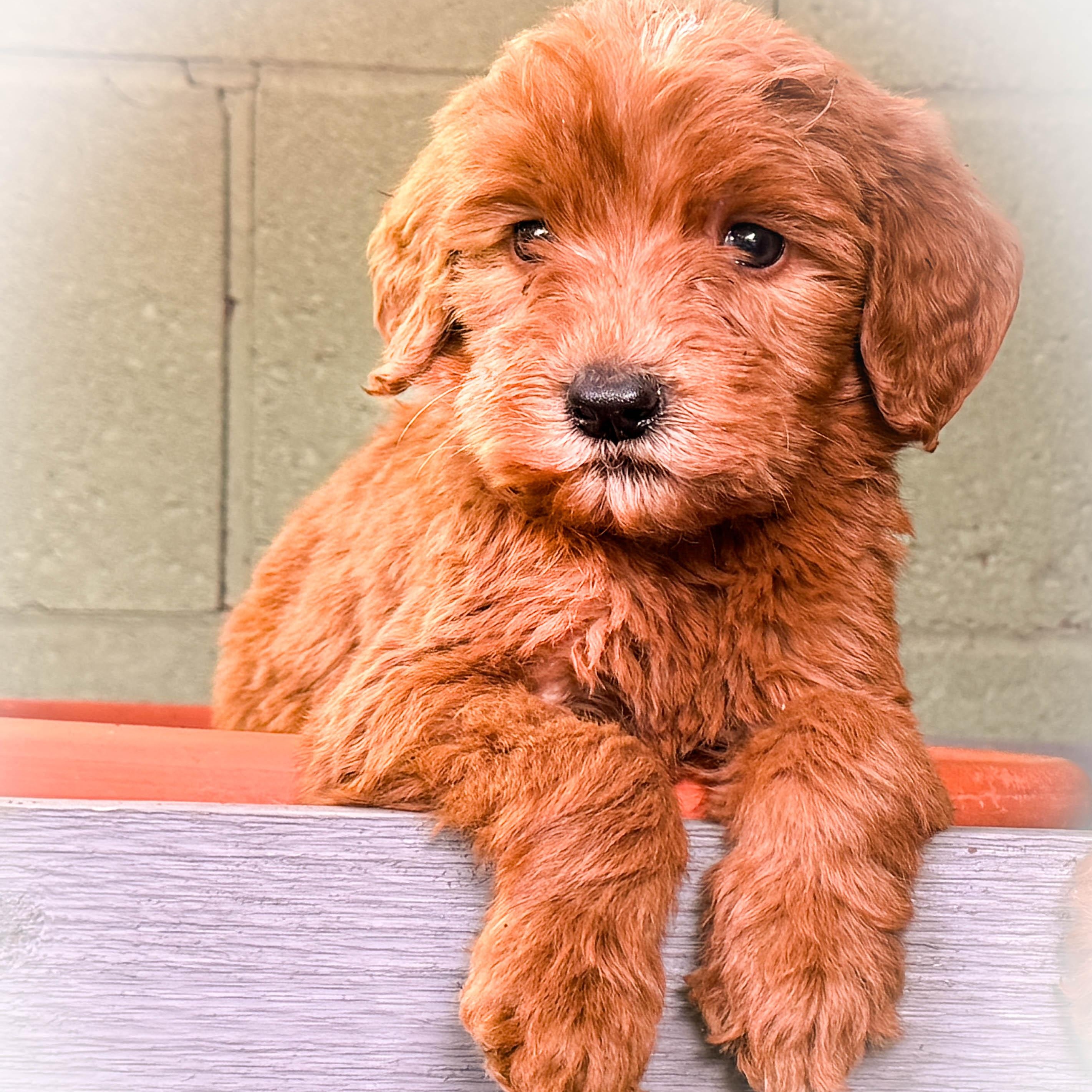 Enlarge Peanut Boy, a ADOPTABLE Goldendoodle in Torrance, CA image 1/1