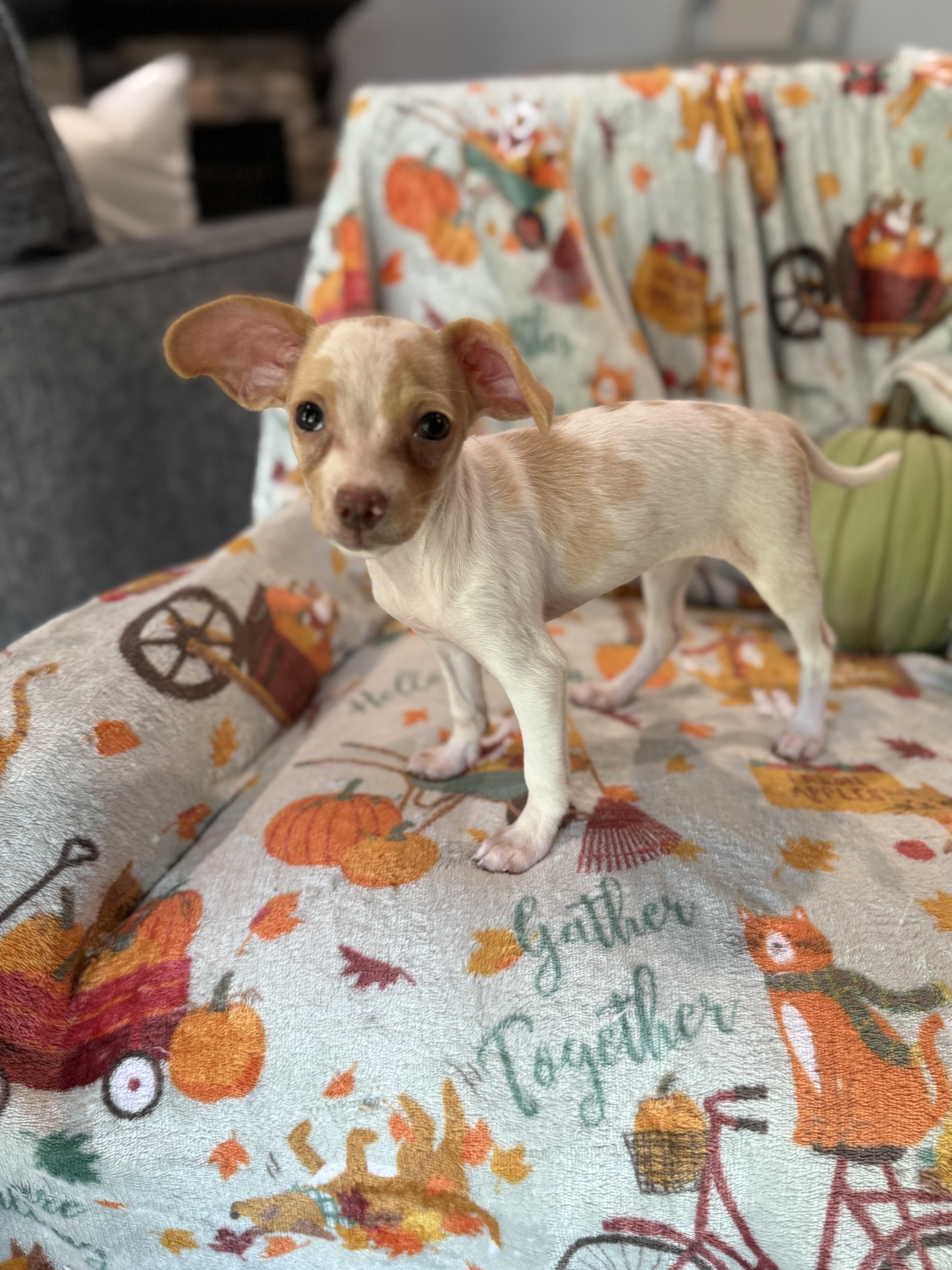 Enlarge Pumpkin, a Adopted mixed breed in Denver, CO image 3/6