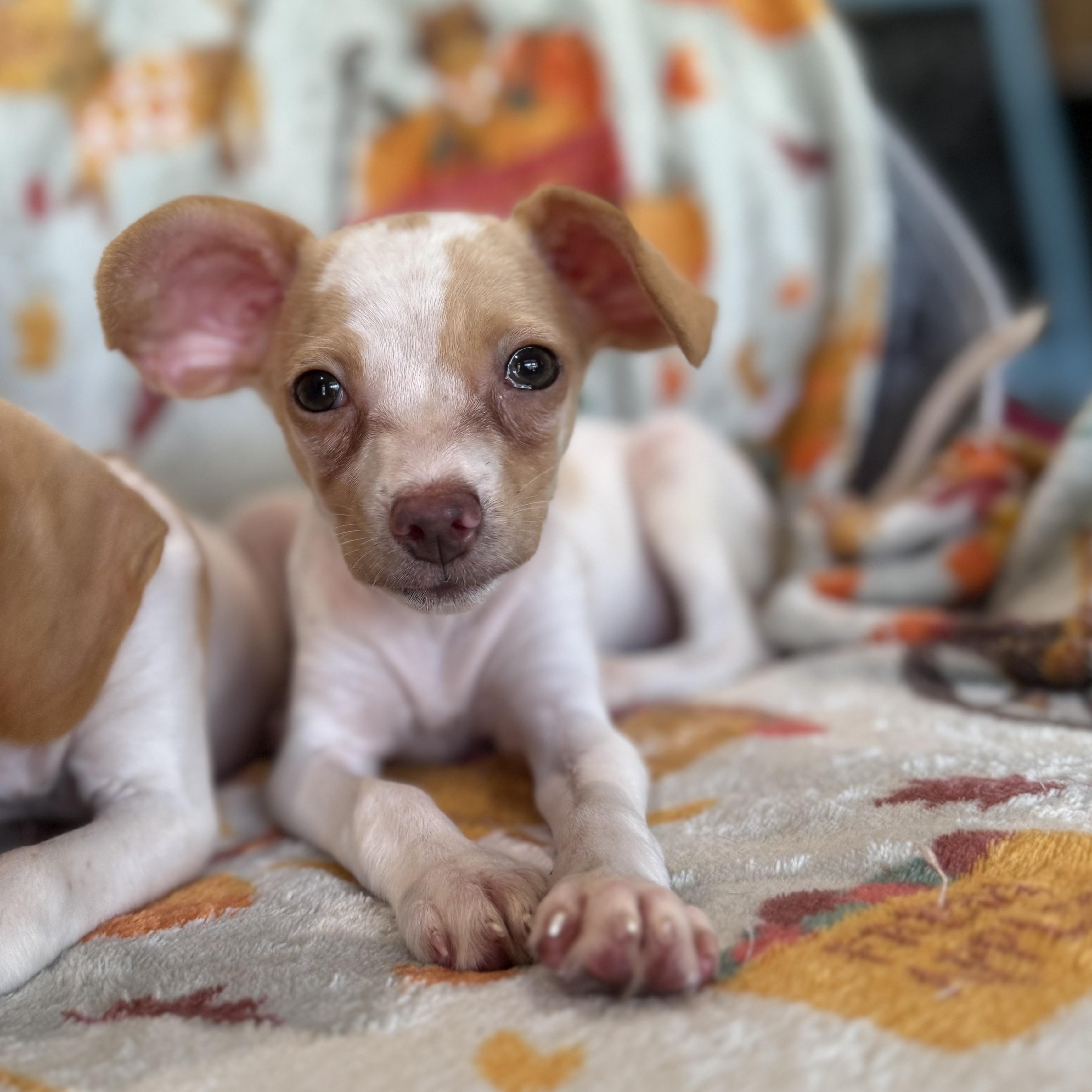 Enlarge Pumpkin, a Adopted mixed breed in Denver, CO image 4/6