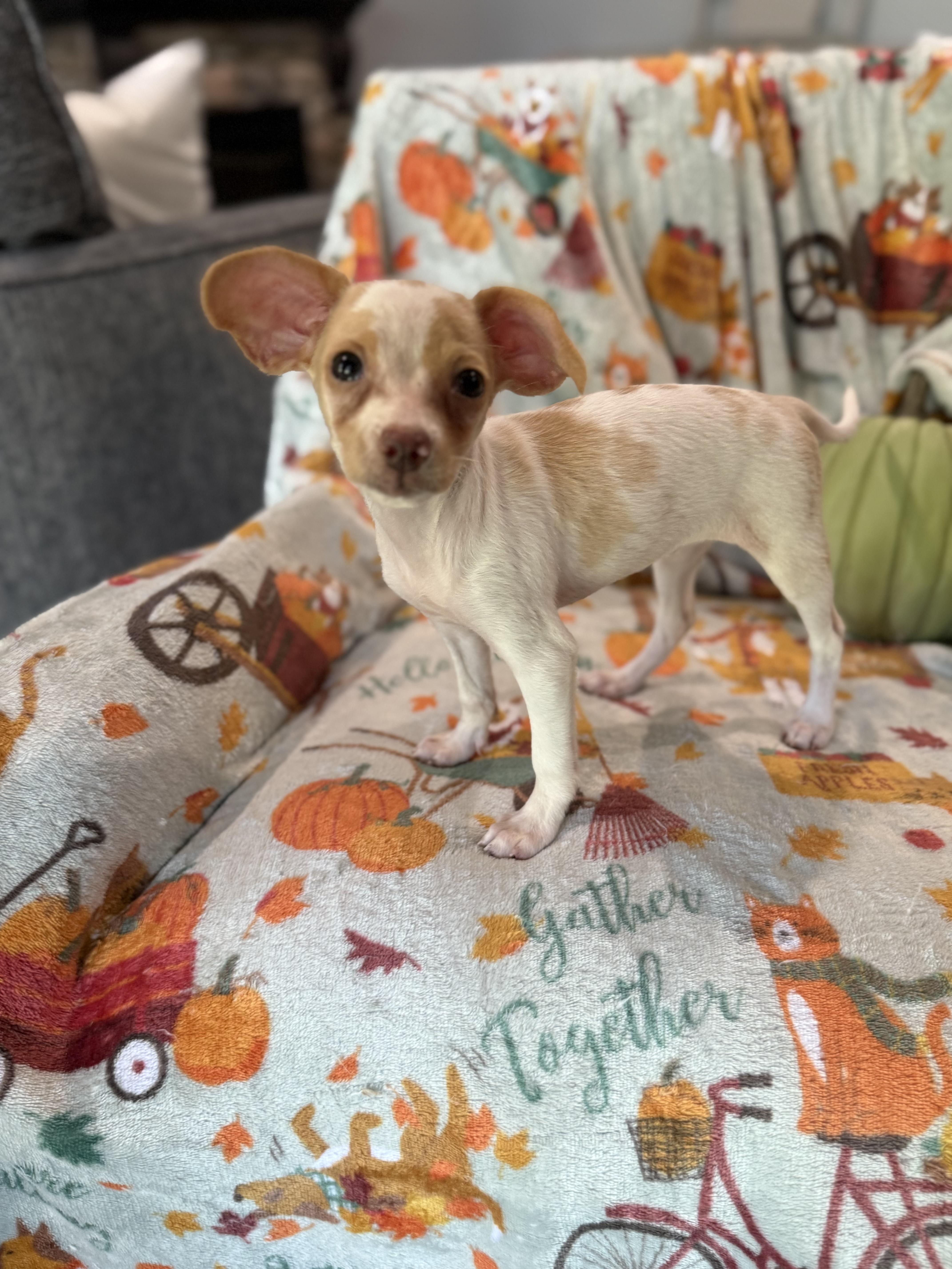 Enlarge Pumpkin, a Adopted mixed breed in Denver, CO image 5/6