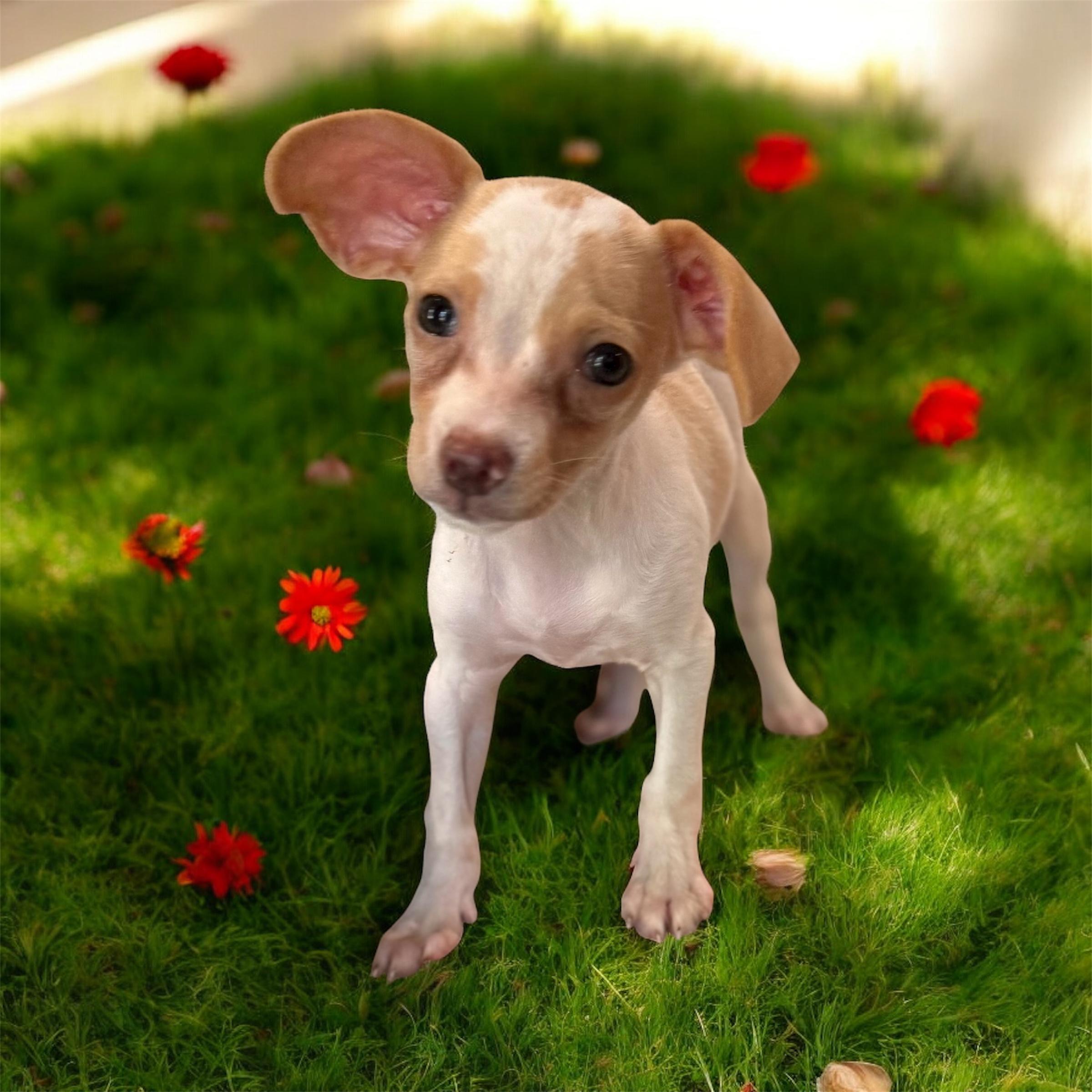 Pumpkin, Adopted, Puppy Female Rat Terrier.