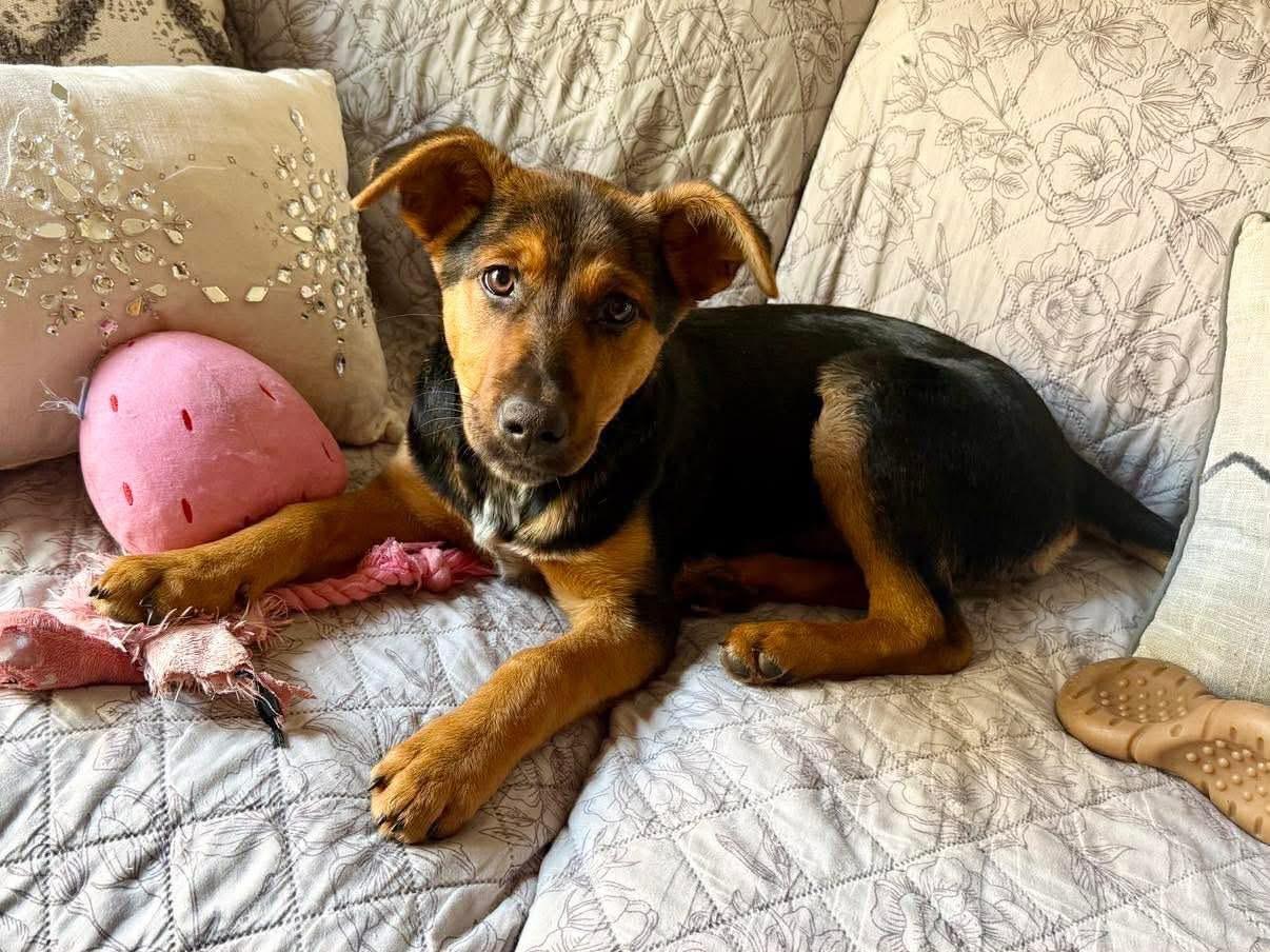 Keely, ADOPTABLE, Young Female German Shepherd Dog & Australian Shepherd.