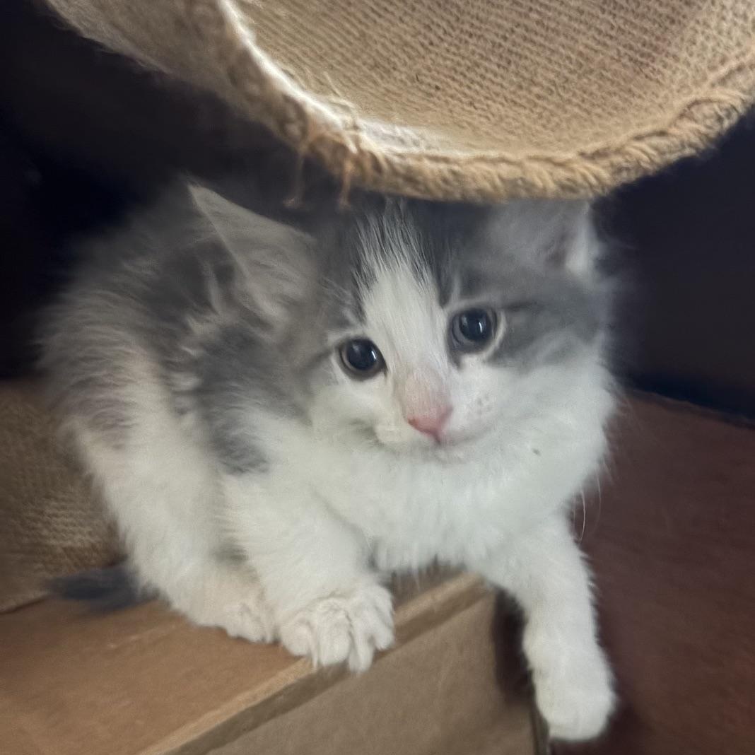 Frosty and Misty, ADOPTABLE, Kitten Female Domestic Medium Hair.