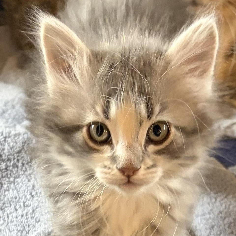 Enlarge Frosty and Misty, a ADOPTABLE Domestic Medium Hair in Dickinson, ND image 2/2