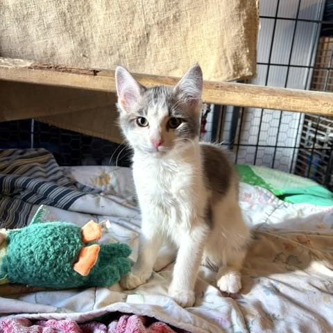 Enlarge Frosty, a ADOPTABLE Domestic Medium Hair in Dickinson, ND image 1/1