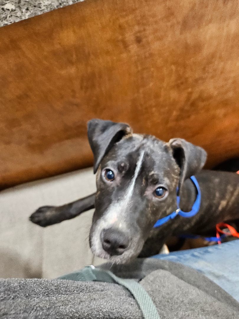 Raven, Adoptable, Puppy Female American Staffordshire Terrier.