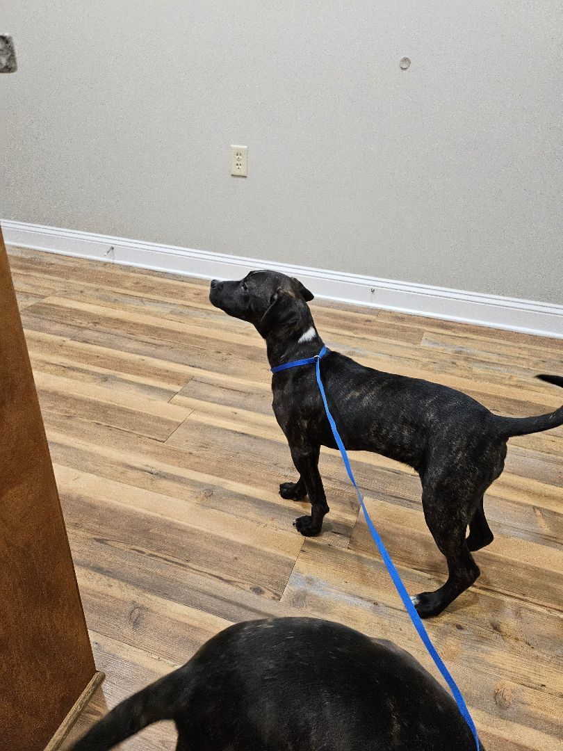 Raven, a Adoptable American Staffordshire Terrier in St. George, SC image 2/4