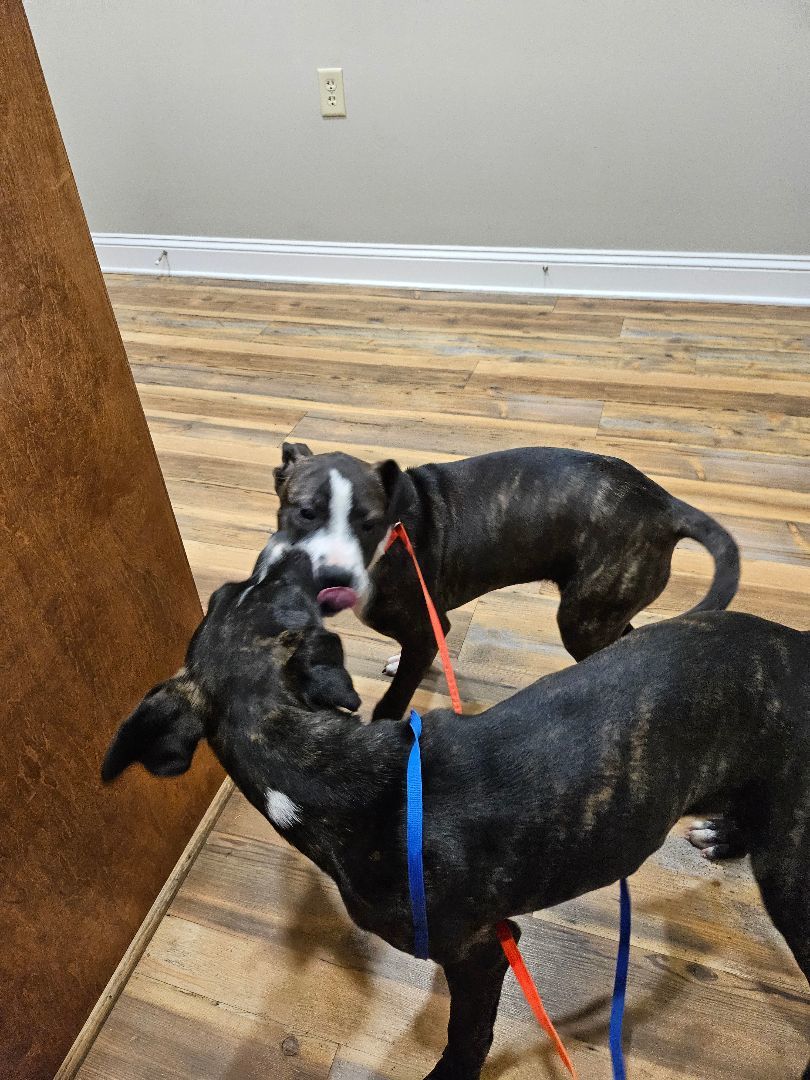Raven, a Adoptable American Staffordshire Terrier in St. George, SC image 3/4