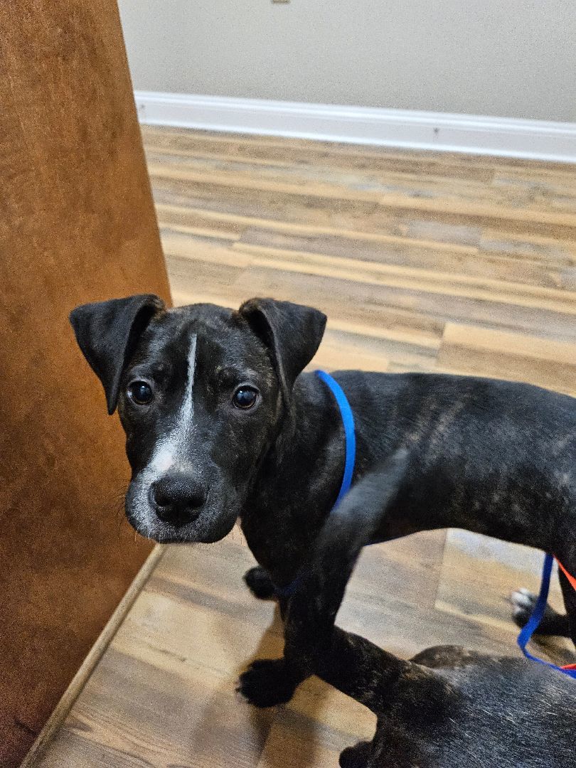 Raven, a Adoptable American Staffordshire Terrier in St. George, SC image 4/4