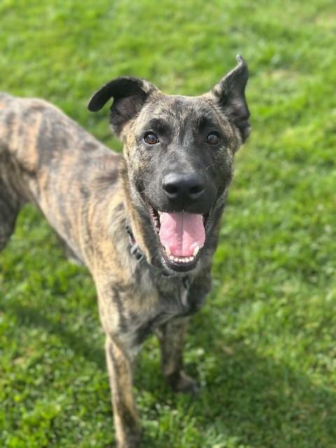 Brian, a Adoptable mixed breed in Manteca, CA image 1/4