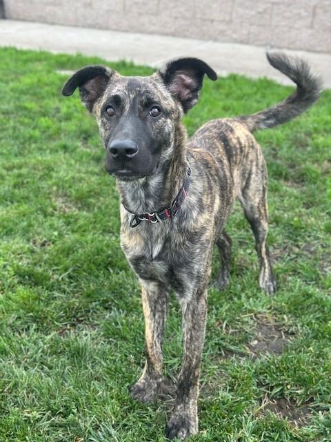 Brian, a Adoptable mixed breed in Manteca, CA image 2/4