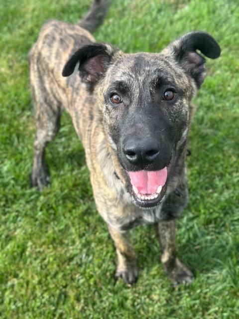 Brian, a Adoptable mixed breed in Manteca, CA image 3/4