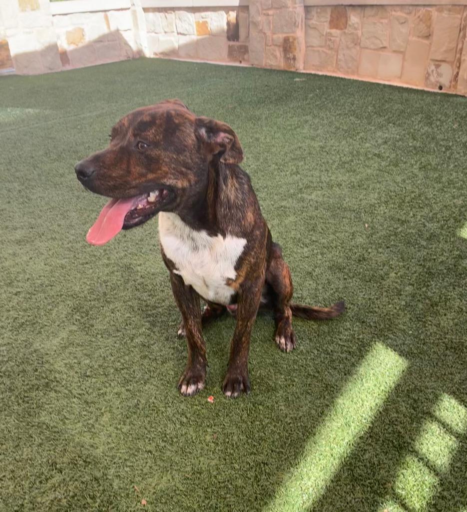 Rufus, Adoptable, Young Male Boxer.