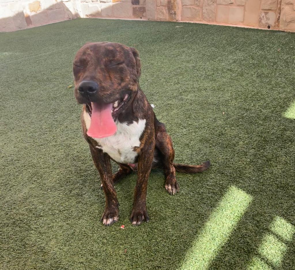 Enlarge Rufus, a Adoptable mixed breed in Seguin, TX image 2/2