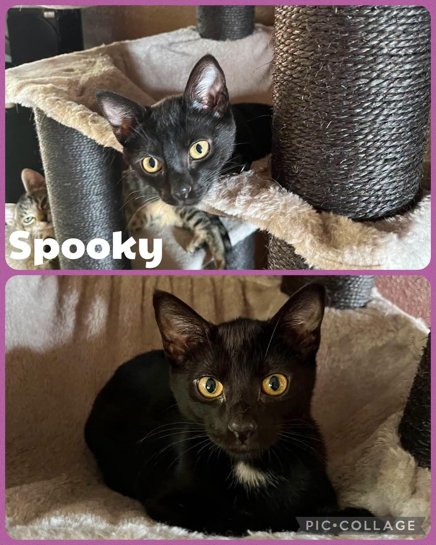 Spooky, Adoptable, Kitten Female Domestic Short Hair.