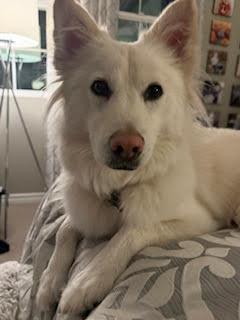 DAISY, an adoptable Golden Retriever, Spitz in Agoura Hills, CA, 91301 | Photo Image 5