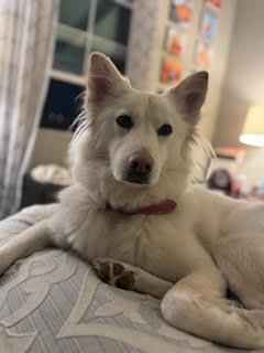 DAISY, an adoptable Golden Retriever, Spitz in Agoura Hills, CA, 91301 | Photo Image 2