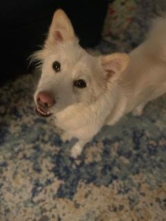 DAISY, an adoptable Golden Retriever, Spitz in Agoura Hills, CA, 91301 | Photo Image 3