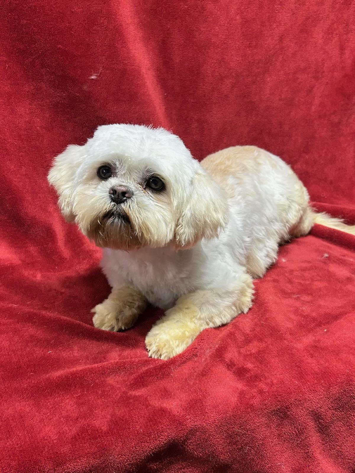Enlarge BAILEY (ohiosdrescue@gmail.com), a ADOPTABLE Lhasa Apso in Elyria, OH image 1/2