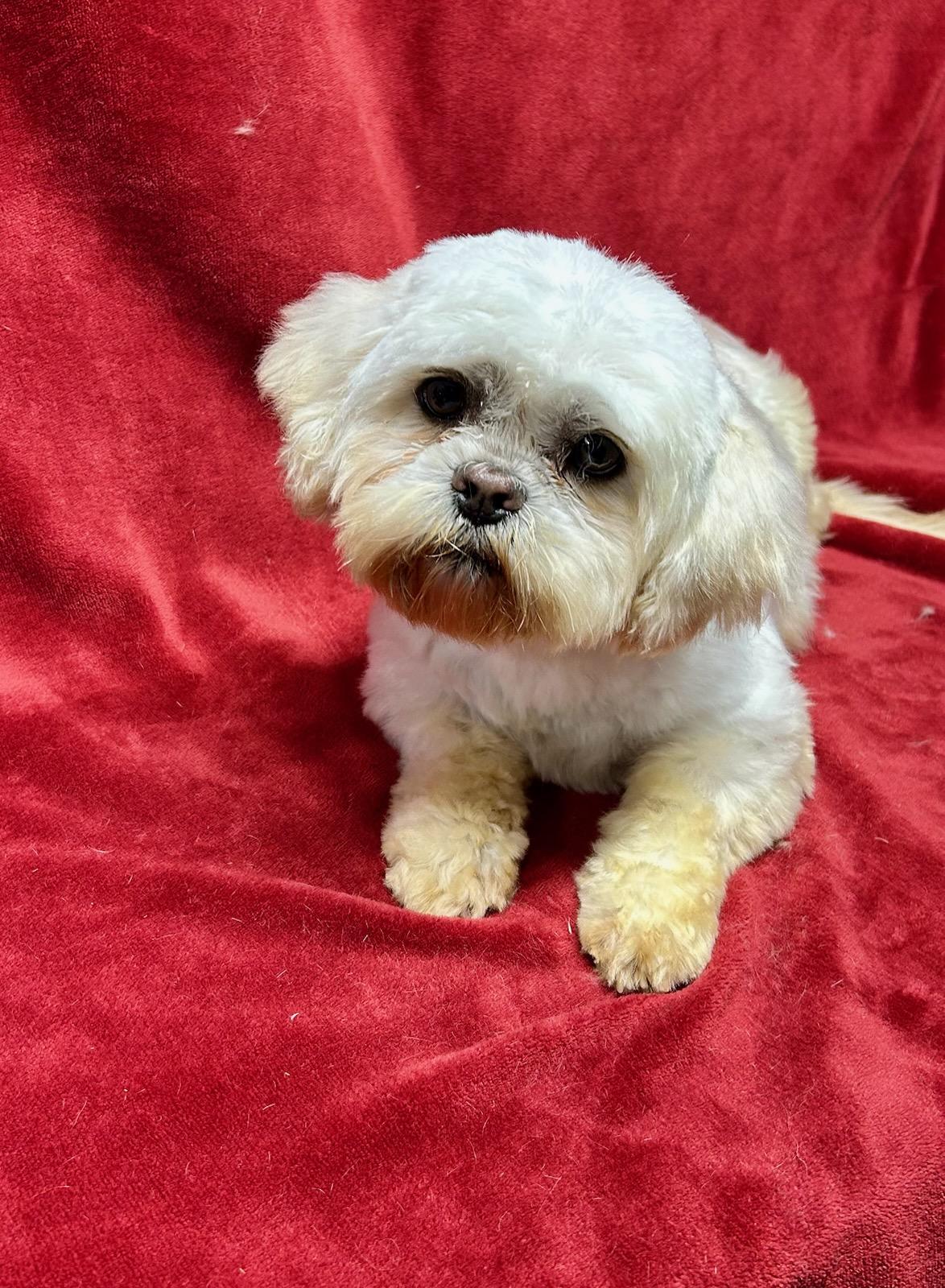 Enlarge BAILEY (ohiosdrescue@gmail.com), a ADOPTABLE Lhasa Apso in Elyria, OH image 2/2