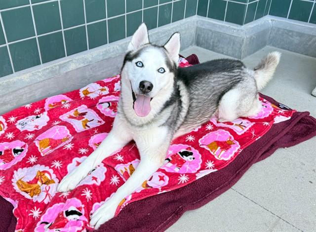 Enlarge KYLO, a Adoptable Siberian Husky in Rancho Cucamonga, CA image 1/1