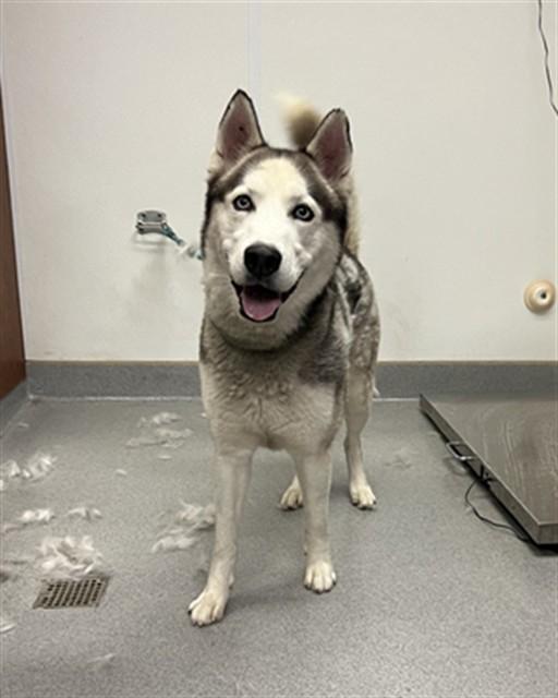 KYLO, Adoptable, Adult Male Siberian Husky.