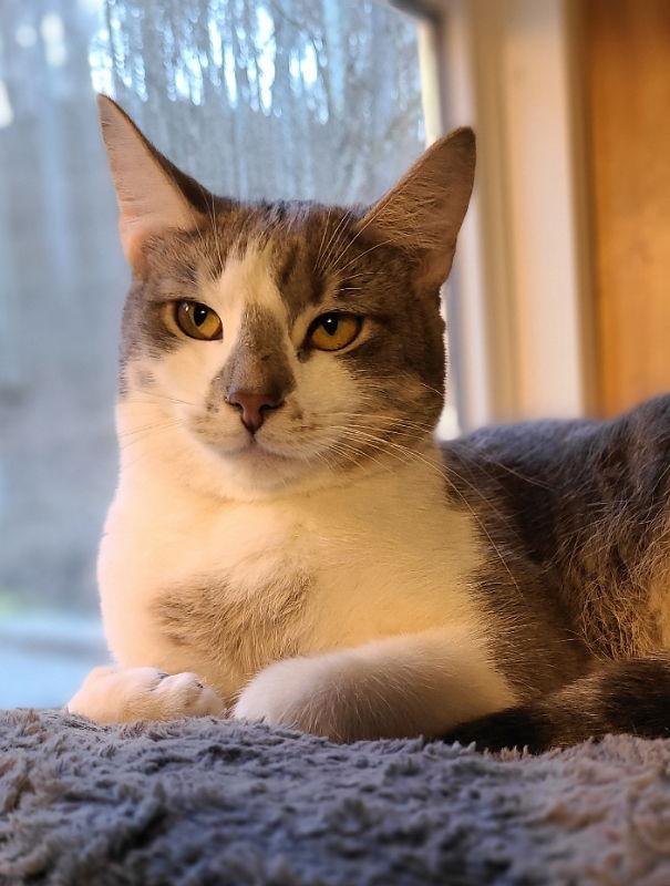 Henry-prefers to not be touched, a Adoptable Domestic Short Hair in Woodsfield, OH image 2/3