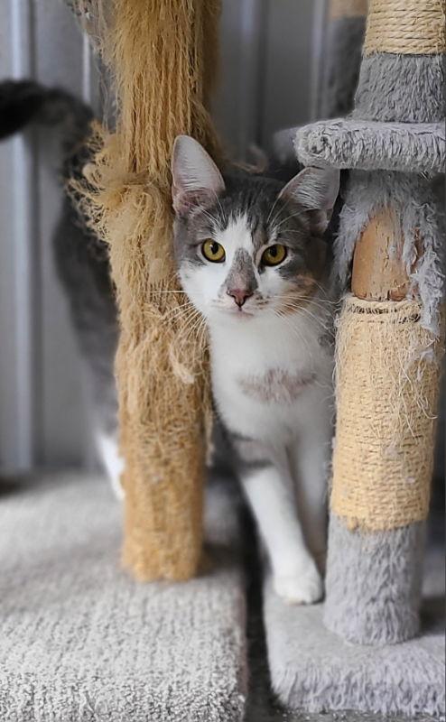 Henry-prefers to not be touched, a Adoptable Domestic Short Hair in Woodsfield, OH image 3/3