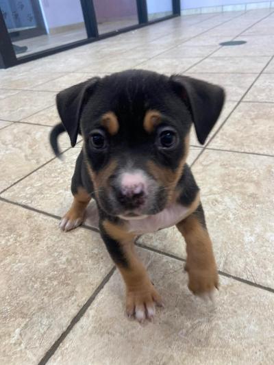 Moira - pending, a ADOPTABLE mixed breed in Fort Wayne, IN image 3/3