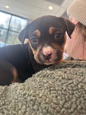 Moira - pending, a ADOPTABLE mixed breed in Fort Wayne, IN image 2/3