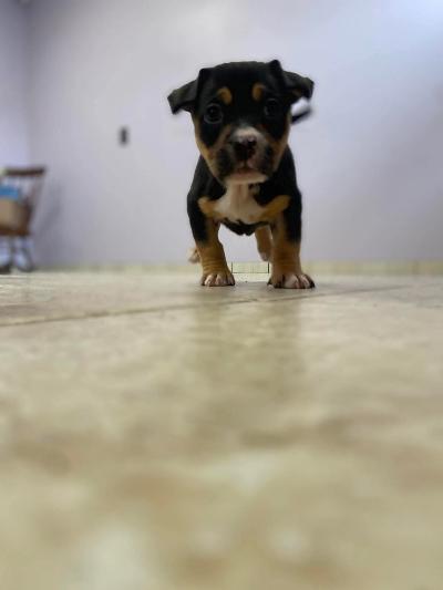 Moira - pending, a ADOPTABLE mixed breed in Fort Wayne, IN image 1/3