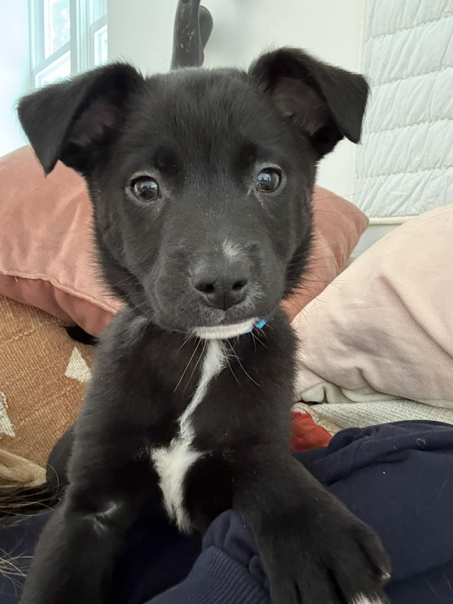 Enlarge Happy, a ADOPTABLE mixed breed in Brunswick, ME image 1/2