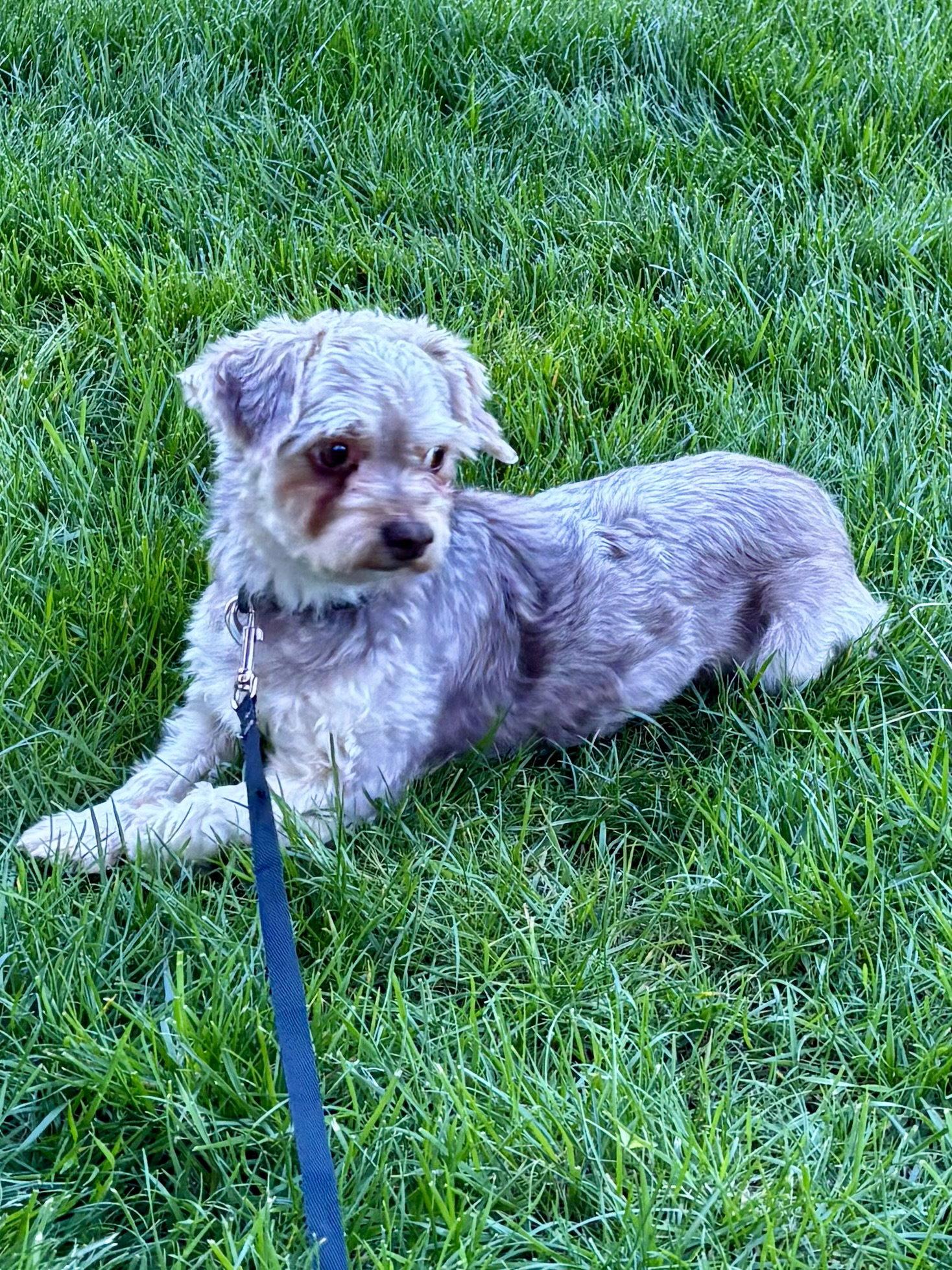 Avery, a Adoptable Havanese in Alexandria, KY image 1/3