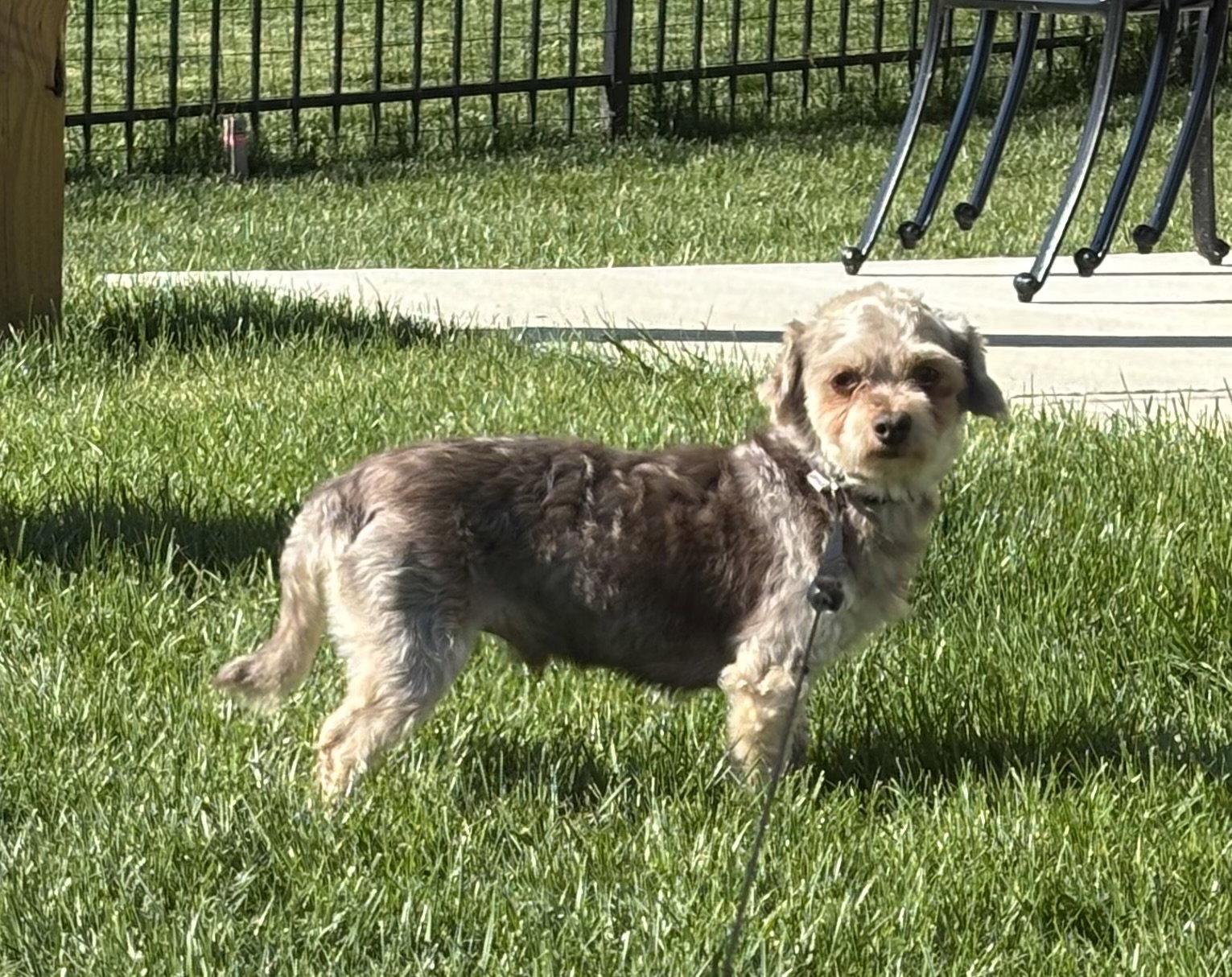 Avery, a Adoptable Havanese in Alexandria, KY image 2/3