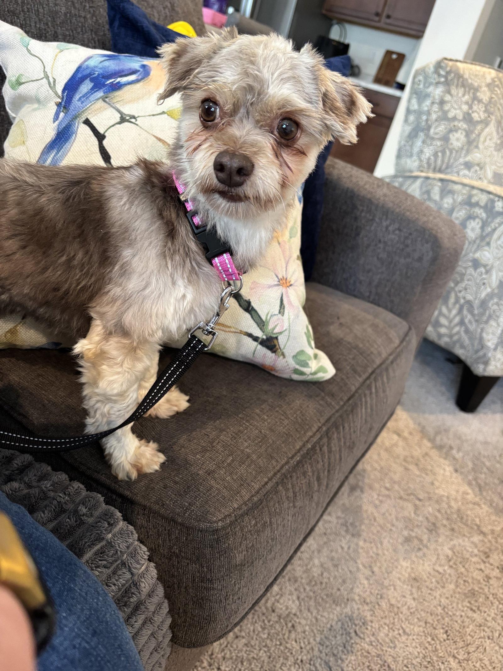 Avery, a Adoptable Havanese in Alexandria, KY image 3/3