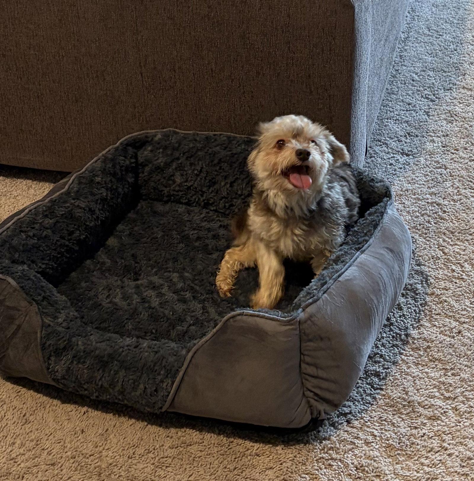 Enlarge Avery, a Adoptable Havanese in Alexandria, KY image 3/3