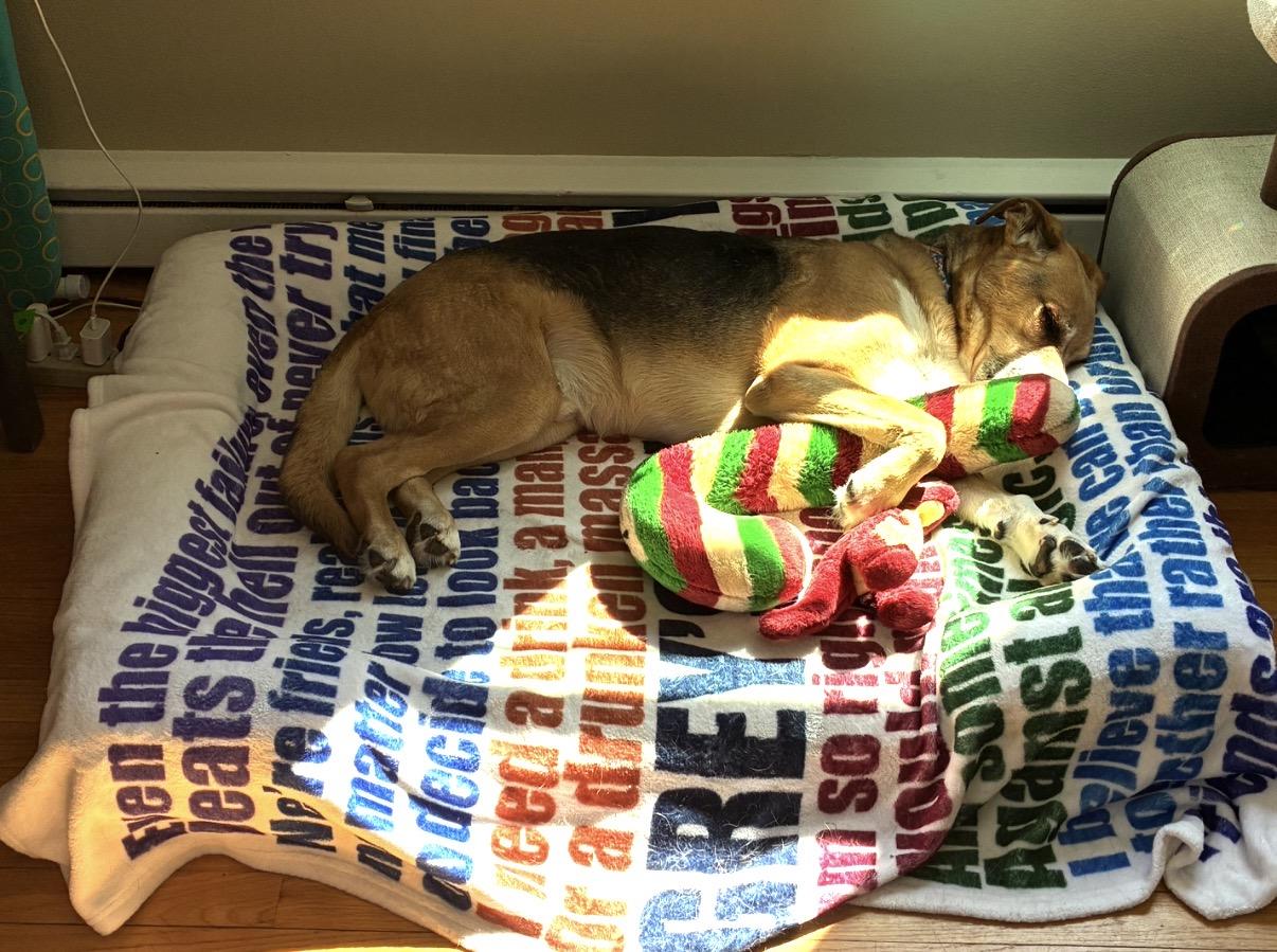Enlarge Leo, a ADOPTABLE mixed breed in Whitewater, WI image 6/6