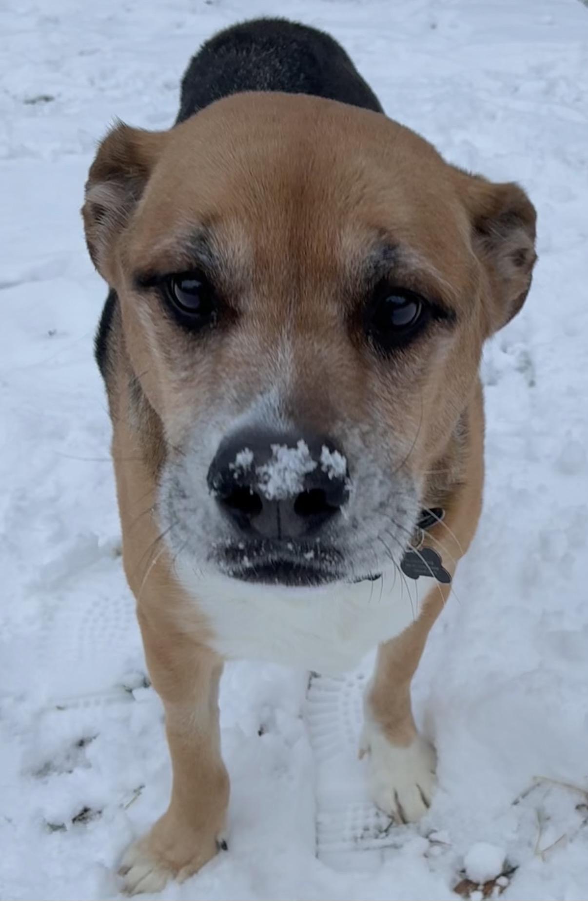 Leo, ADOPTABLE, Senior Male German Shepherd Dog.