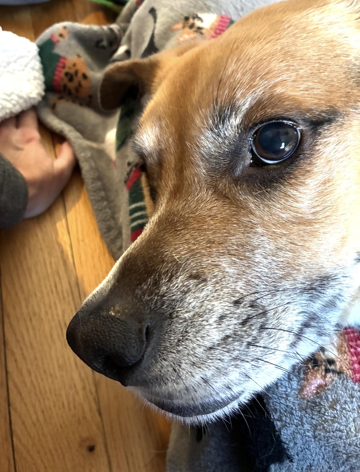 Enlarge Leo, a ADOPTABLE mixed breed in Whitewater, WI image 4/6